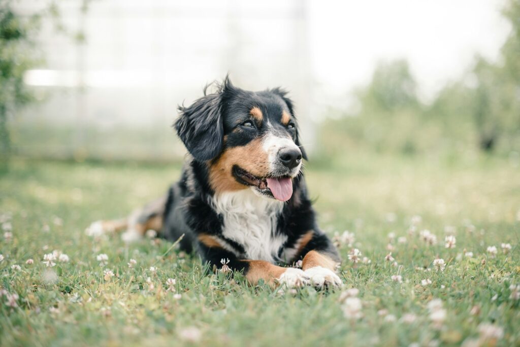 Dog in field