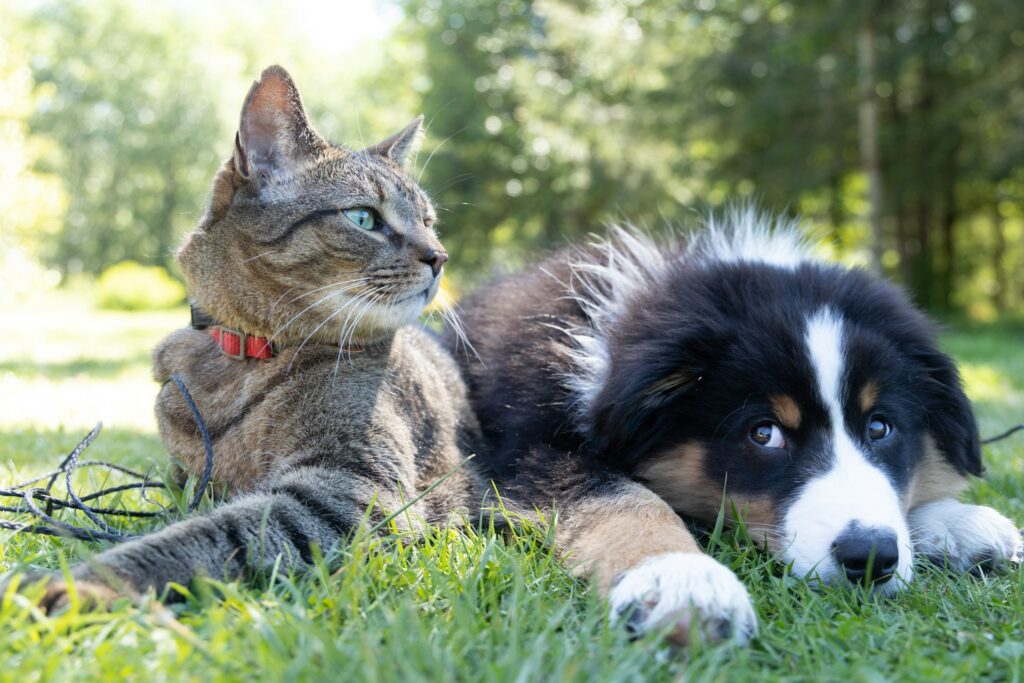 Dog and cat on lawn
