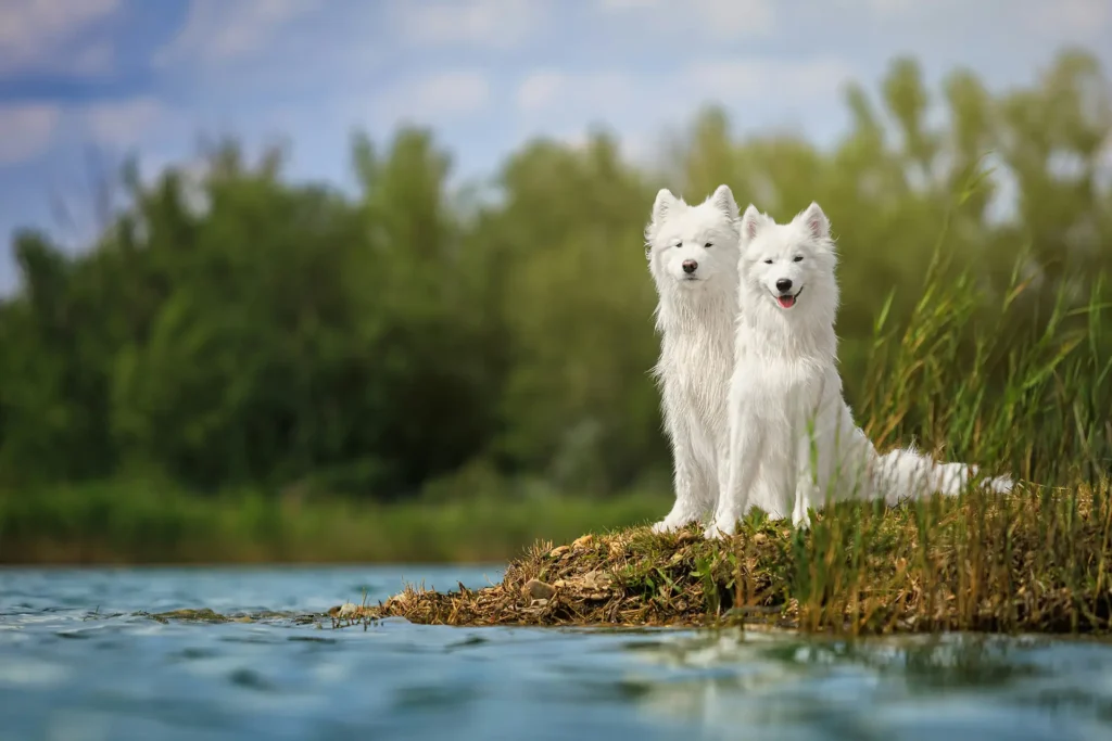 two white dogs near water