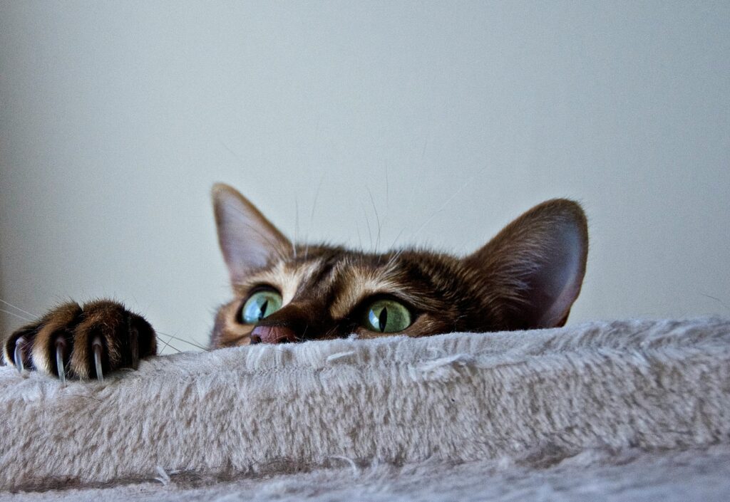 cat peeking over chair or sofa