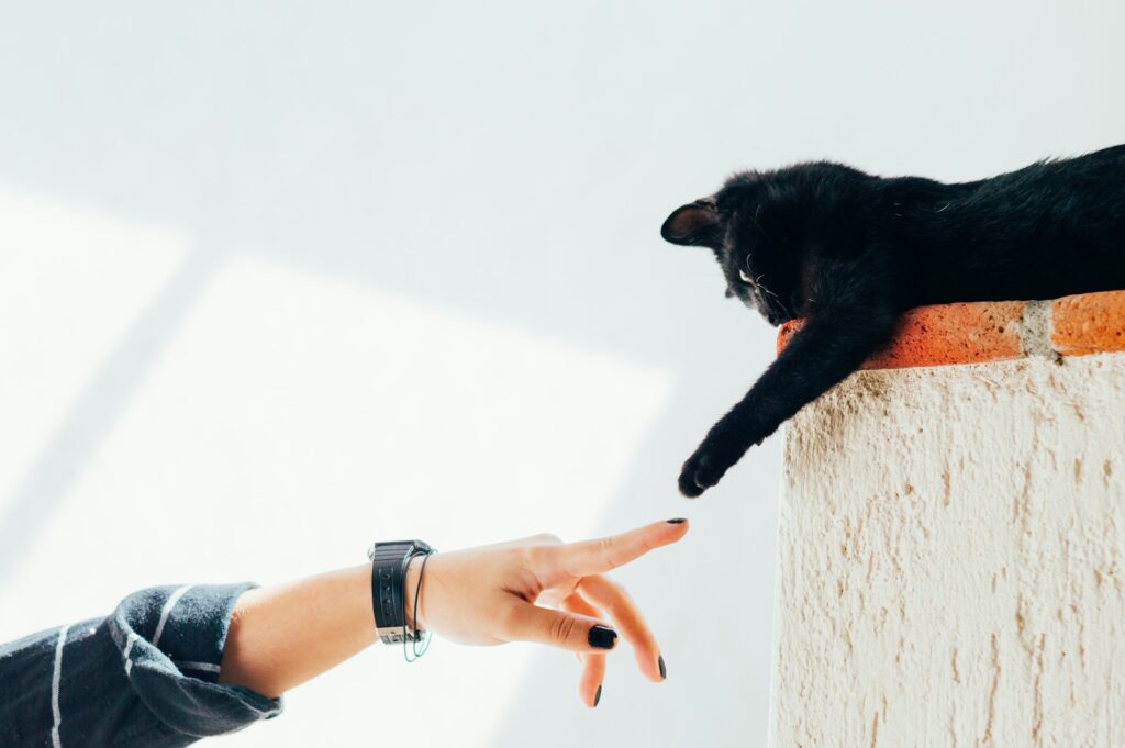 black cat reaching paw out for someone's finger