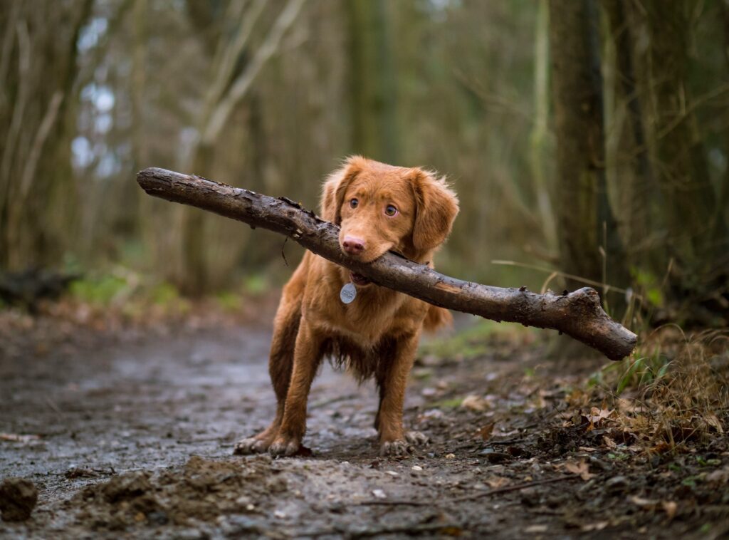 Dog carrying big stick
