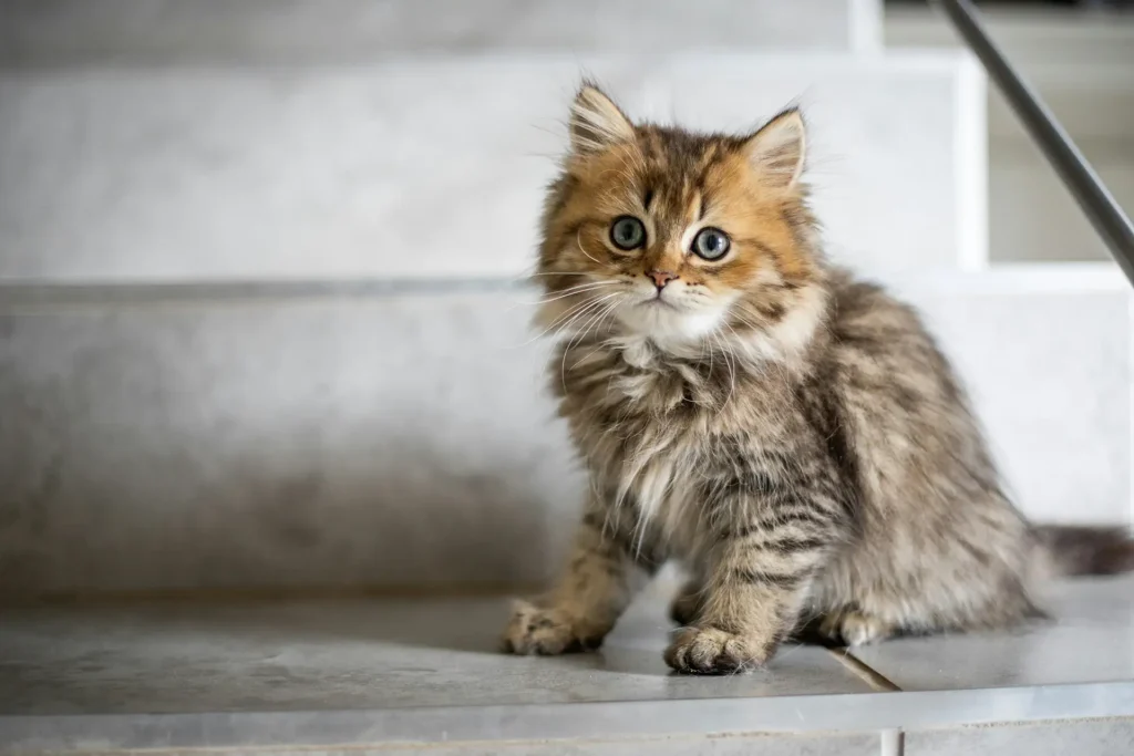 Kitten on stairs