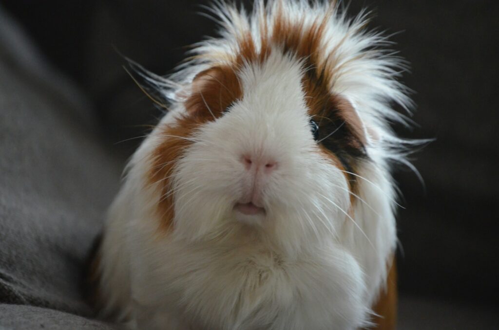 Fluffy Guinea pig