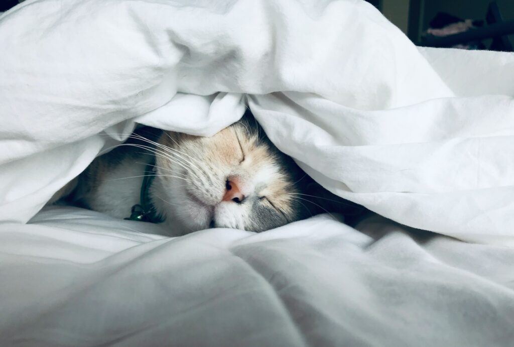 cat sleeping under blanket
