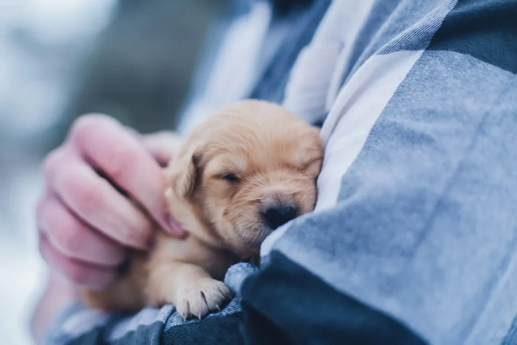Puppy in someone's arms