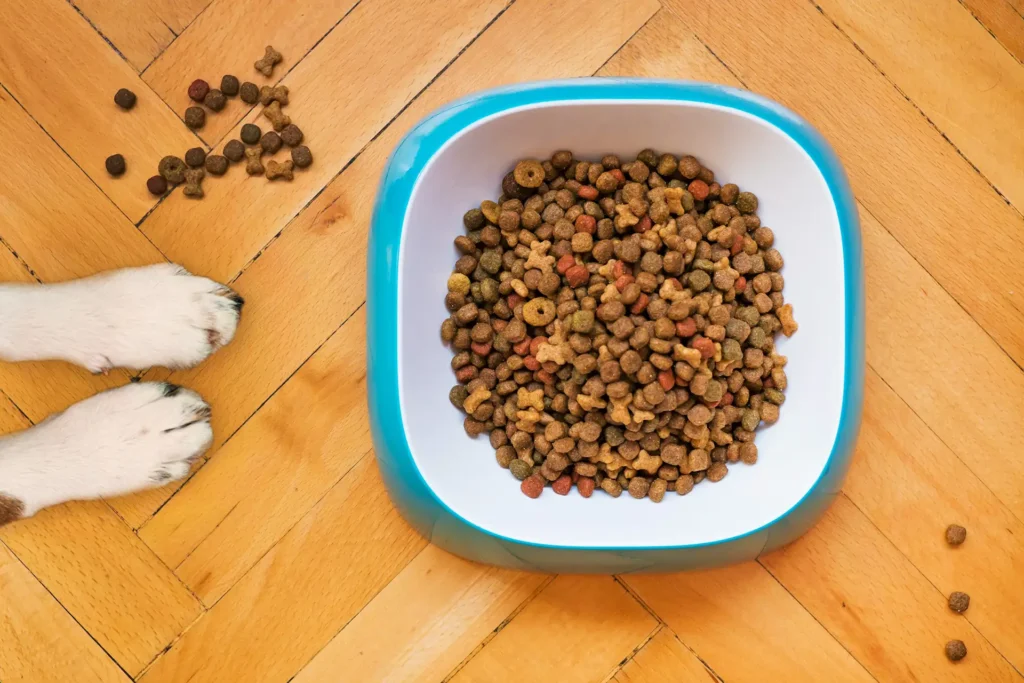 Pet food In a bowl