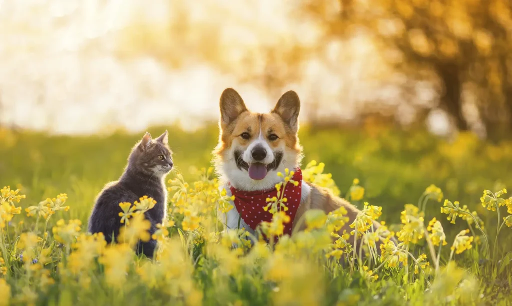 Corgi and kitty buddy in field