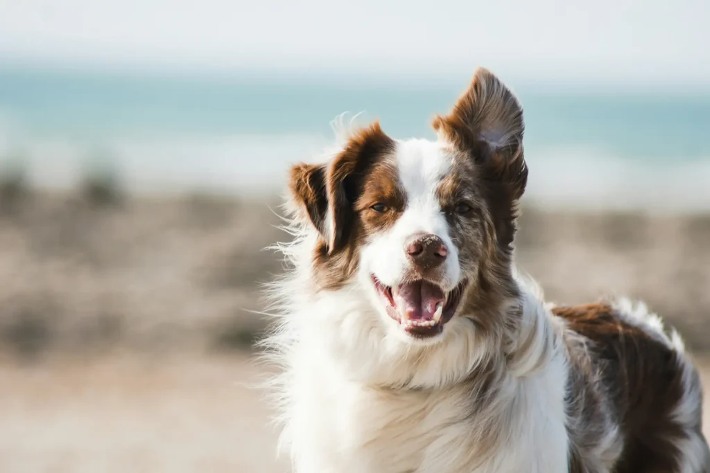 Dog on beach with one ear up