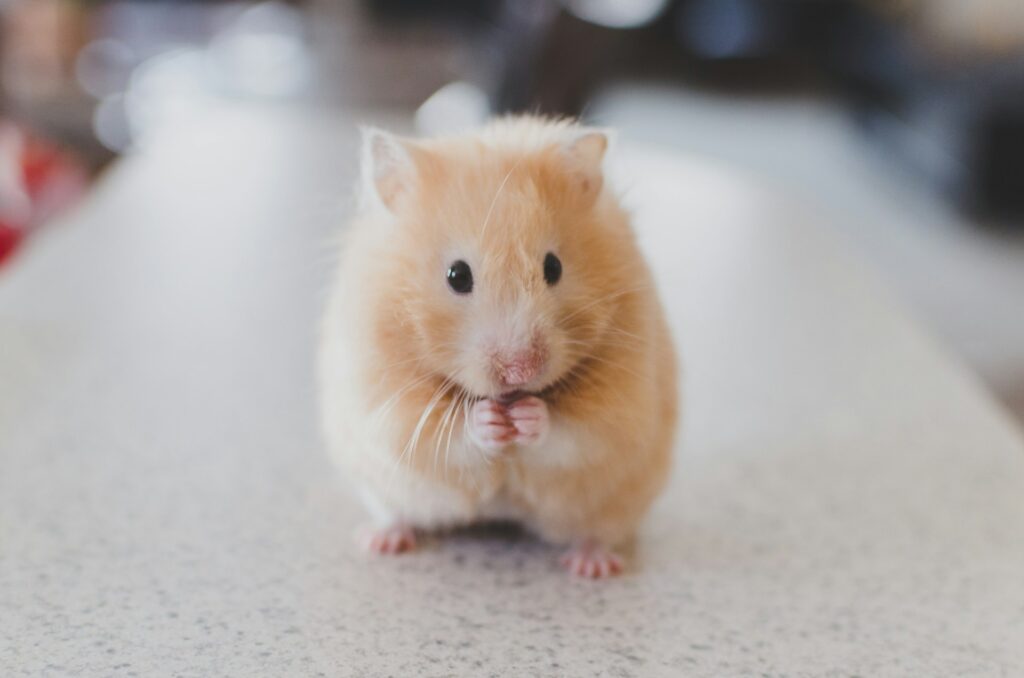 hamster on table