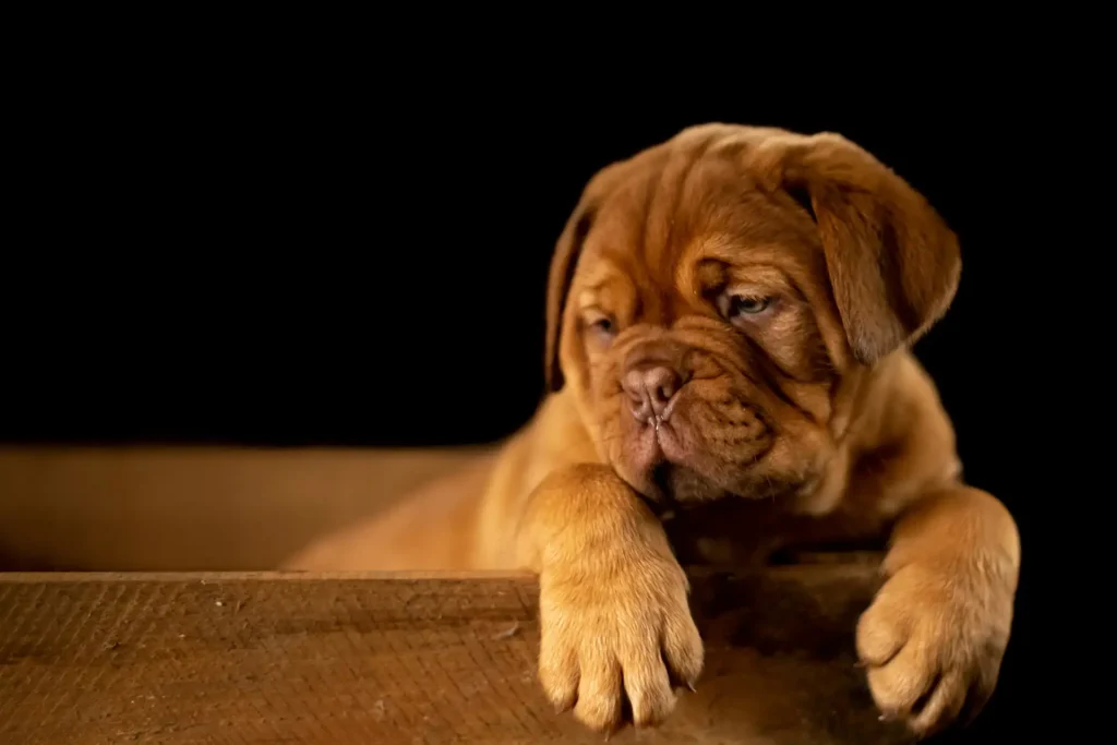 shar pei looking sad